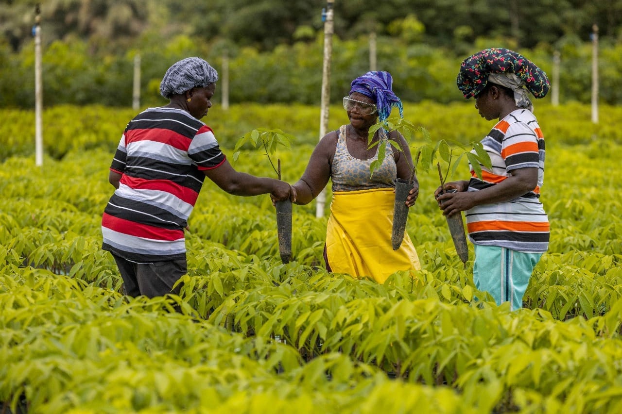 CERTIFICACIÓN ISCC PLUS PARA FIRESTONE LIBERIA, PRIMERA PRODUCCIÓN DE CAUCHO NATURAL DEL MUNDO EN CONSEGUIRLA V12MAGAZINE Firestone Liberia