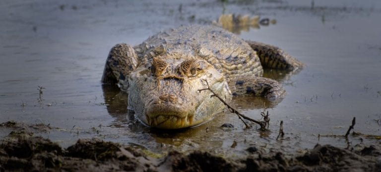 Descubra - Retro aventura Orinoquia
