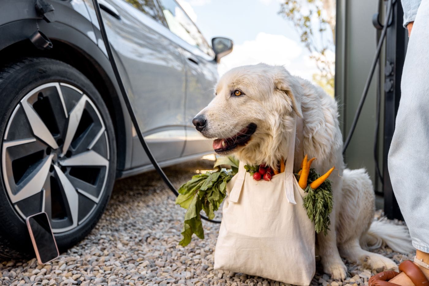 MASCOTAS EN AUTOS ELÉCTRICO: DESCUBRE EL PODEROSO CONFORT DE LA MOVILIDAD SOSTENIBLE V12MAGAZINE Mascotas y autos eléctricos transforman los viajes en experiencias cómodas y seguras. Con menos ruido y vibraciones, los vehículos eléctricos ofrecen un entorno ideal para perros y gatos. V12MAGAZINE