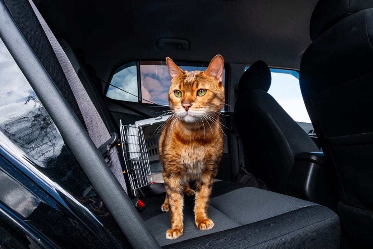 MASCOTAS EN AUTOS ELÉCTRICO: DESCUBRE EL PODEROSO CONFORT DE LA MOVILIDAD SOSTENIBLE V12MAGAZINE Mascotas y autos eléctricos transforman los viajes en experiencias cómodas y seguras. Con menos ruido y vibraciones, los vehículos eléctricos ofrecen un entorno ideal para perros y gatos. V12MAGAZINE