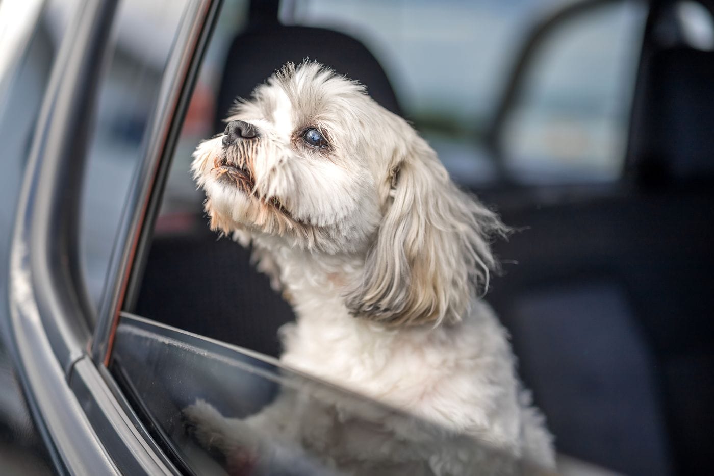 MASCOTAS EN AUTOS ELÉCTRICO: DESCUBRE EL PODEROSO CONFORT DE LA MOVILIDAD SOSTENIBLE V12MAGAZINE Mascotas y autos eléctricos transforman los viajes en experiencias cómodas y seguras. Con menos ruido y vibraciones, los vehículos eléctricos ofrecen un entorno ideal para perros y gatos. V12MAGAZINE