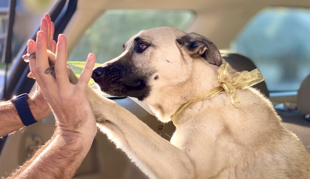 MASCOTAS EN AUTOS ELÉCTRICO: DESCUBRE EL PODEROSO CONFORT DE LA MOVILIDAD SOSTENIBLE V12MAGAZINE Mascotas