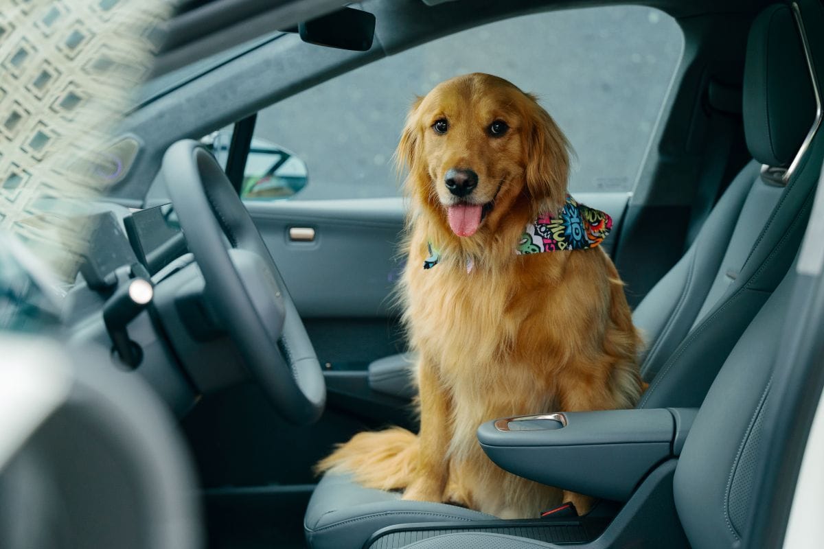ZEEKR EN COLOMBIA: LA INNOVADORA MARCA DE AUTOS QUE CUIDA A TUS MASCOTAS V12MAGAZINE Zeekr en Colombia