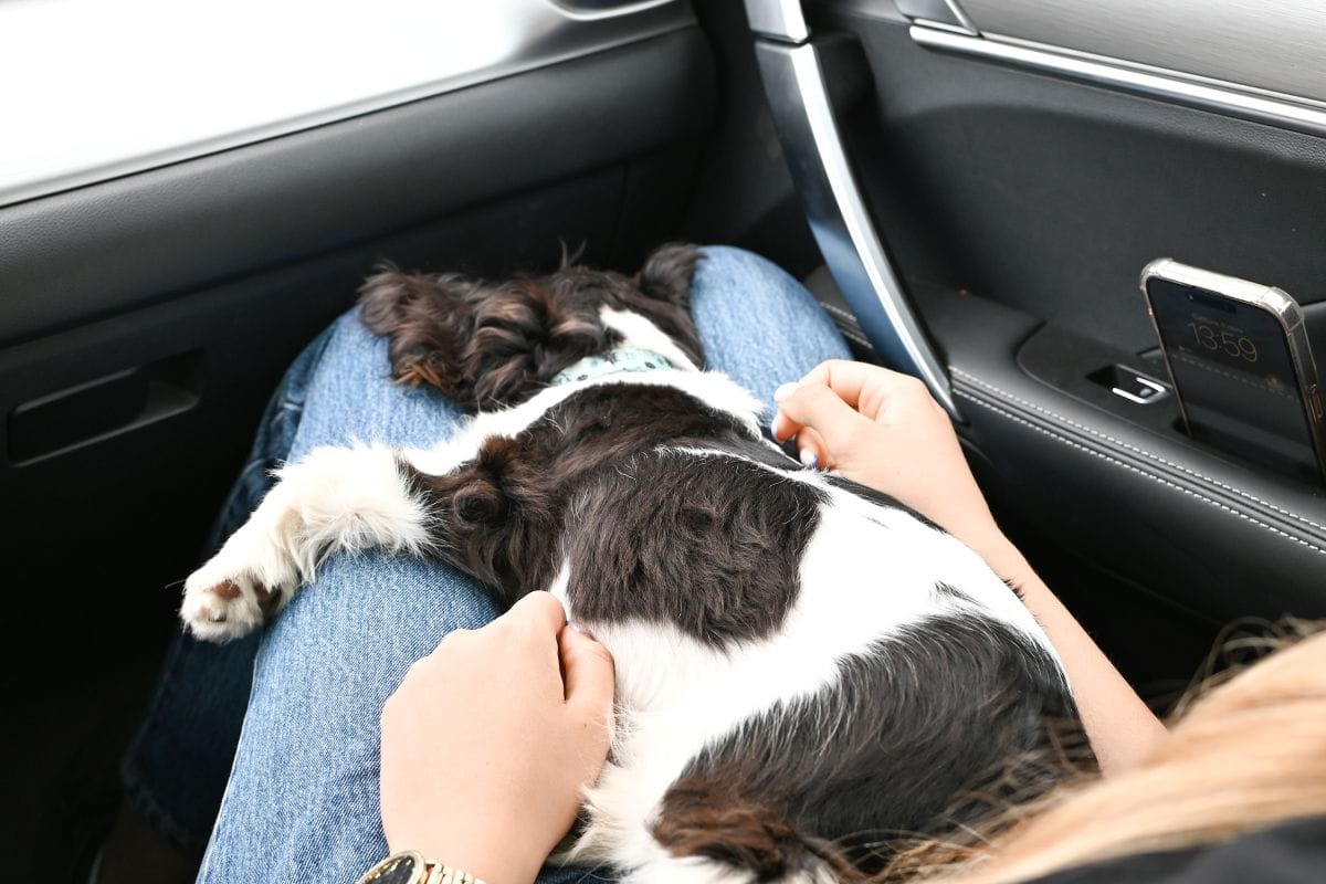 Caravana All Engine de carros eléctricos e híbridos: así podrían cambiar los viajes con mascotas V12MAGAZINE carros eléctricos