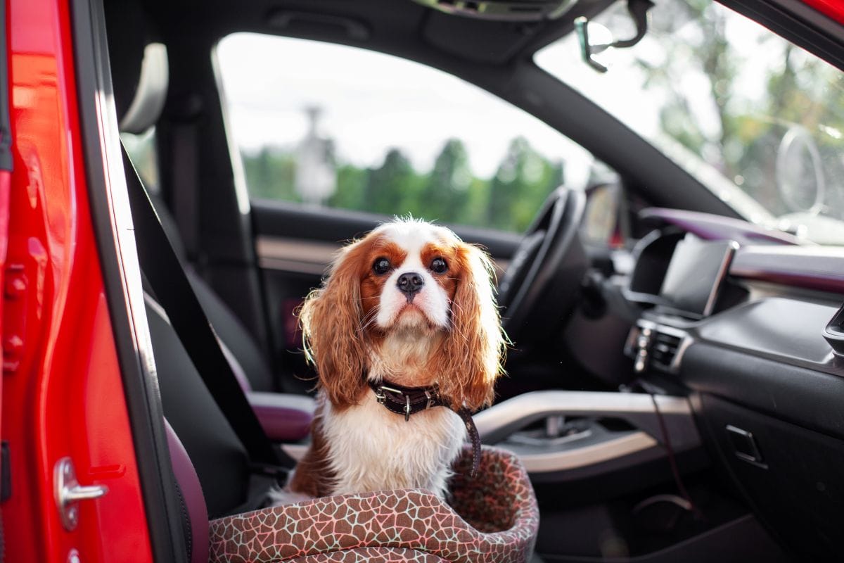 Caravana All Engine de carros eléctricos e híbridos: así podrían cambiar los viajes con mascotas V12MAGAZINE Una caravana de más de 30 vehículos electrificados recorrerá Bogotá y la Sabana con mascotas a bordo para explorar cómo cambia su experiencia de viaje. V12MAGAZINE